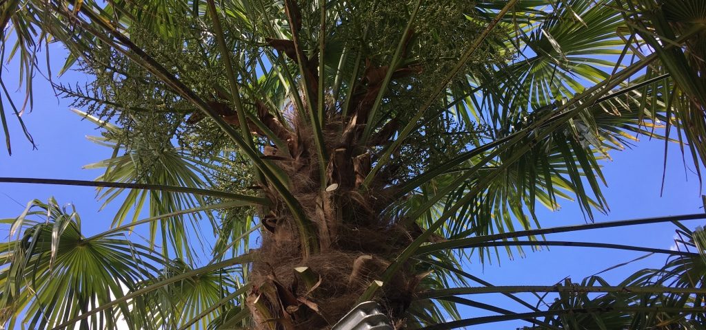 Création palmier Esnault Paysagiste à Saumur