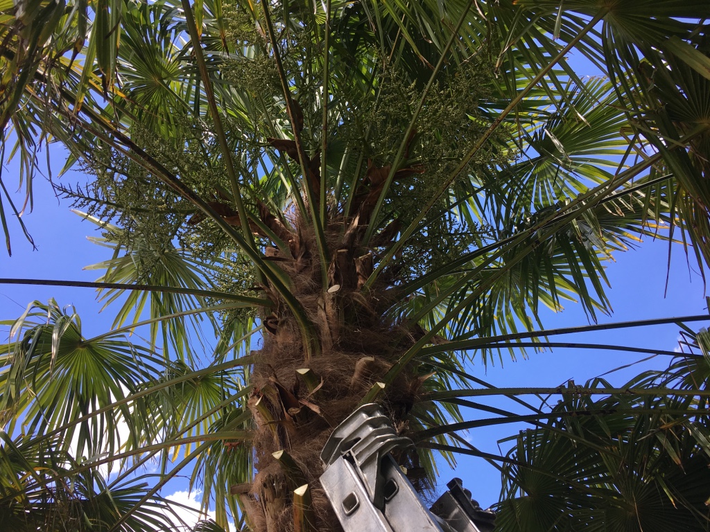 Création palmier Esnault Paysagiste à Saumur