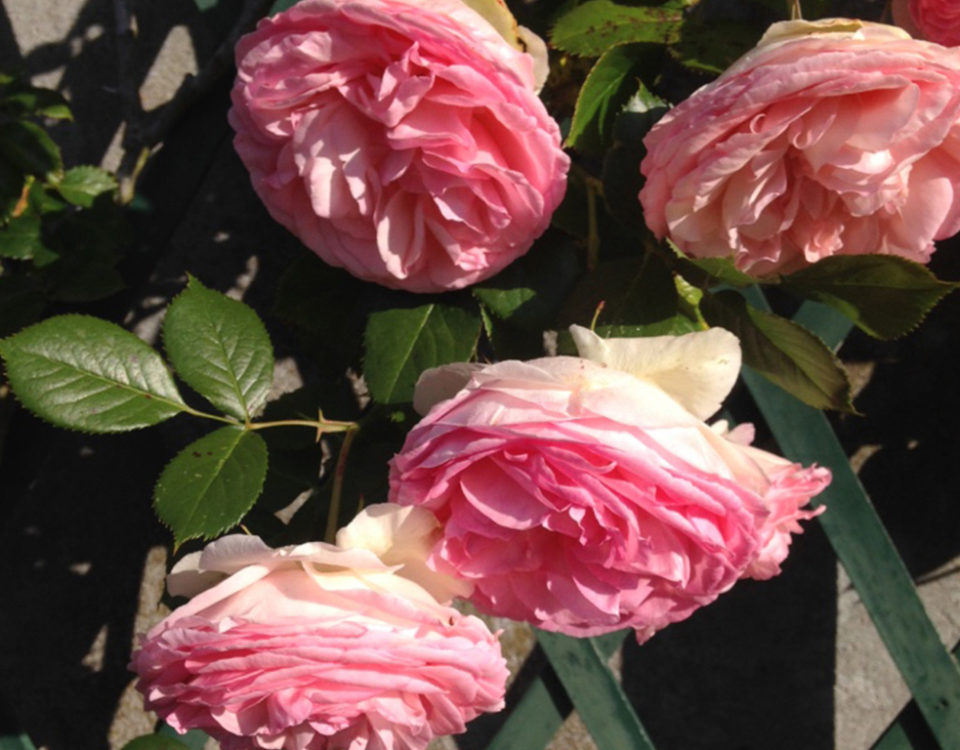 Entretien fleurs et roses Esnault Paysagiste à Saumur