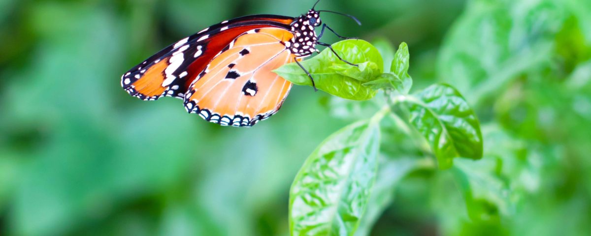Papillon Esnault Paysagiste à Saumur