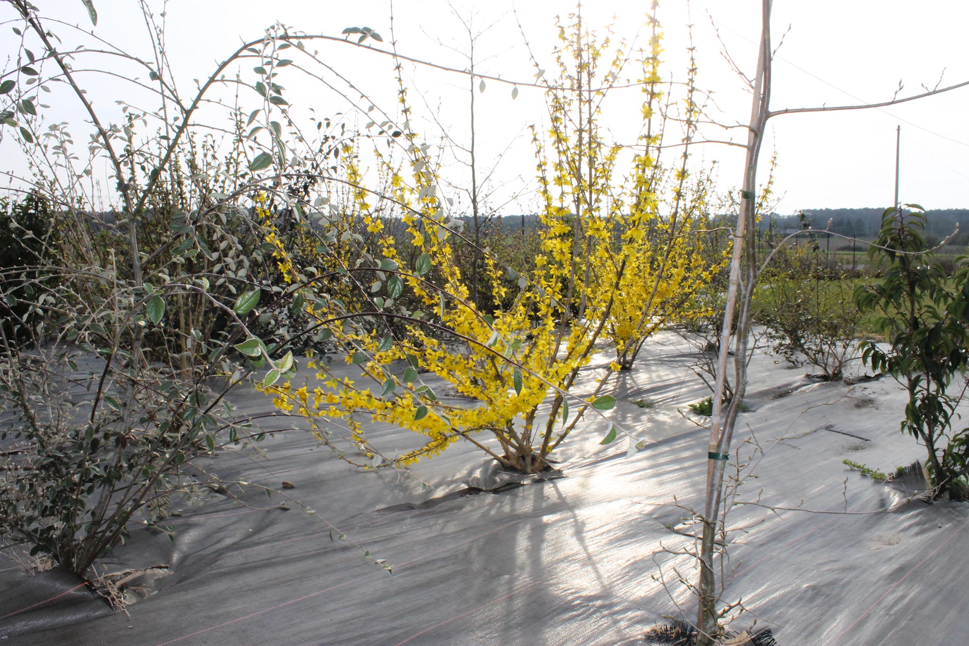 Création plantes Esnault Paysagiste à Saumur
