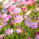 Fleurs Esnault Paysagiste à Saumur